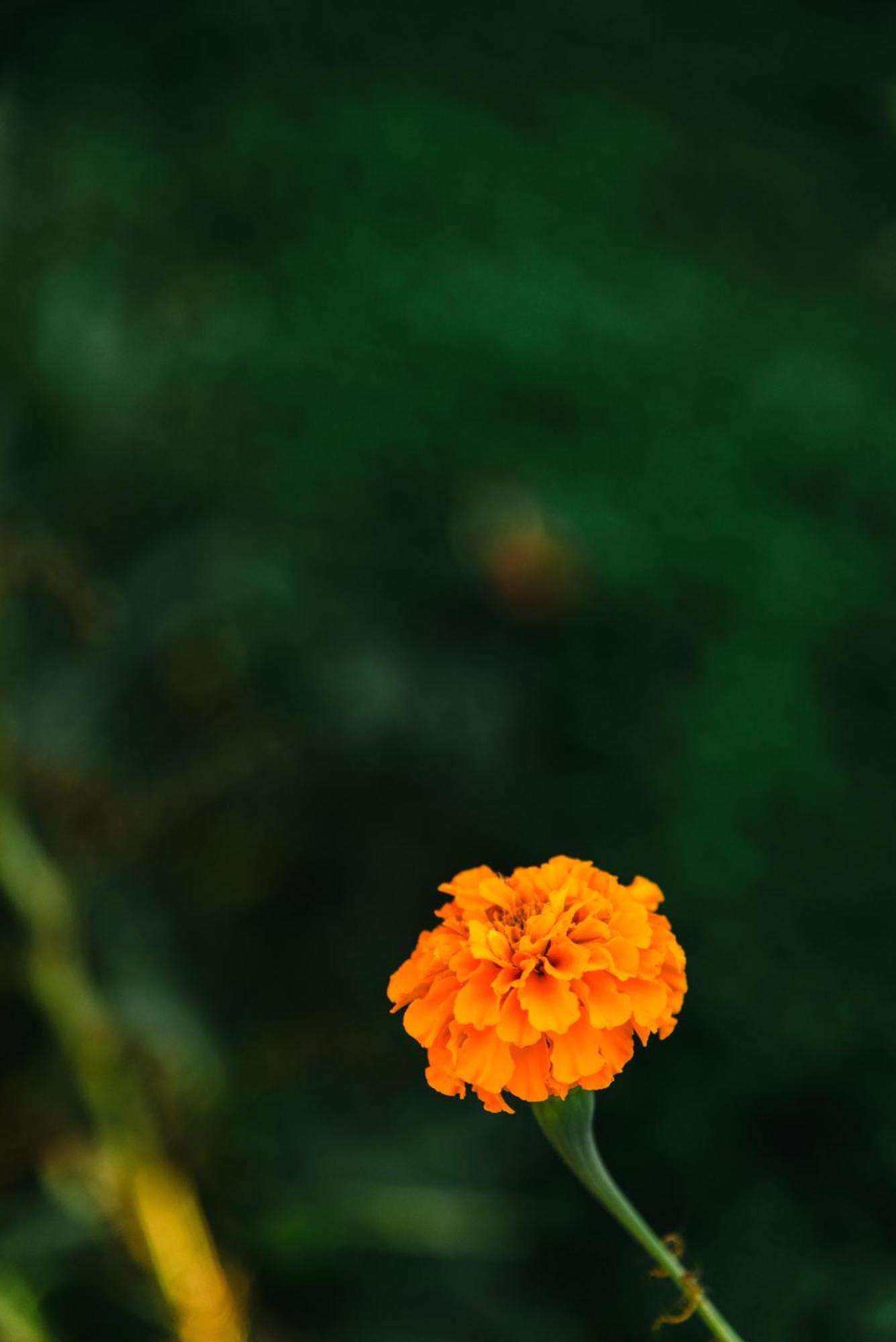Dada'S Cottage Argyrades エクステリア 写真